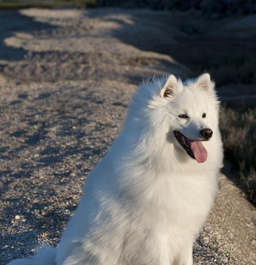 爱斯基摩犬饲养全指南（让你的爱斯基摩犬健康快乐的饲养方法）