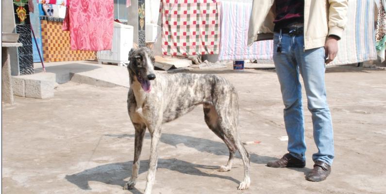 养格力犬，做负责宠物父母的指南（从饲养到训练，掌握关键诀窍）