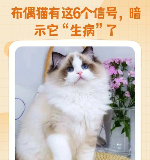 布偶猫的饲养全攻略（从萌新到专家的养猫指南，让你的布偶猫健康快乐成长）