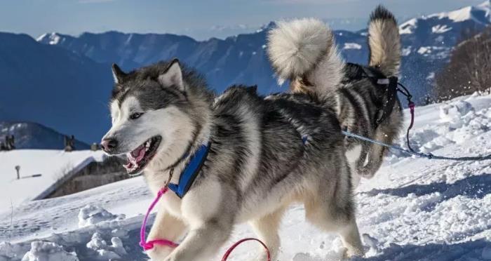 如何饲养健康的阿拉斯加雪橇犬（以宠物为主，掌握这些关键技巧让你的狗狗更健康幸福）