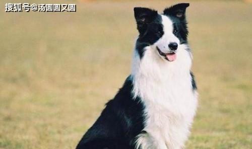 如何科学养护边境牧羊犬——从饲养到训练（掌握科学的喂养方法，打造健康的宠物生活）