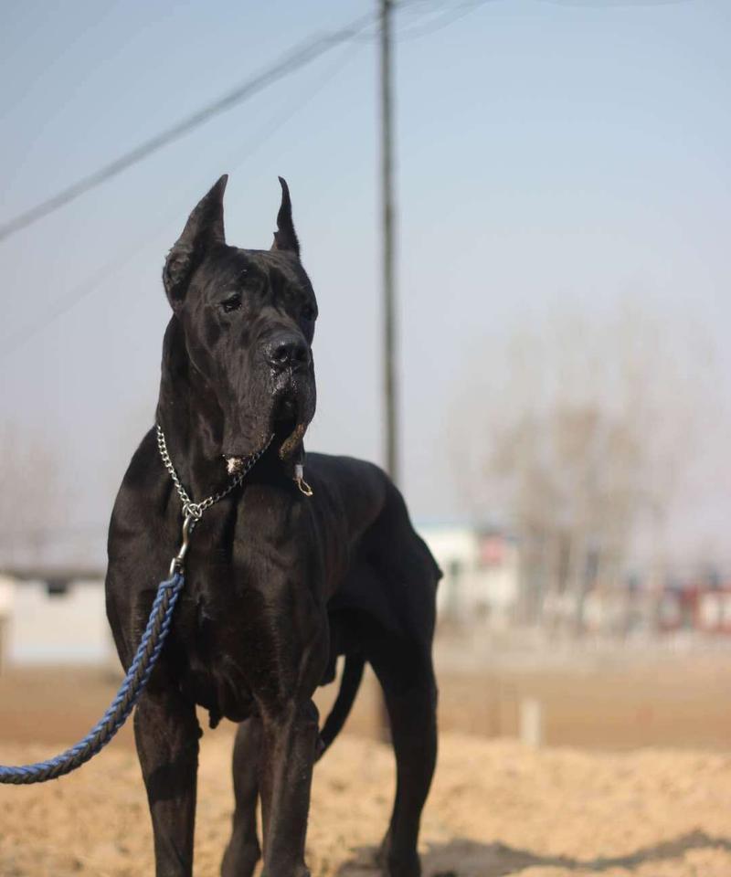 大丹犬的饲养秘诀（培养健康、快乐的大丹犬生活）