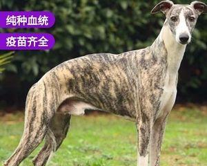 格力犬饲养方法大全（以宠物为主，打造健康快乐的生活）