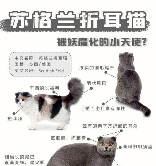 苏格兰折耳猫的饲养方法（一只可爱的小伙伴）