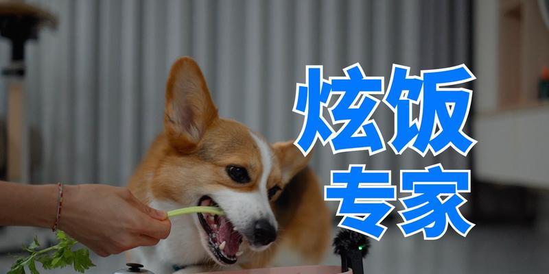 如何正确饲养威尔士柯基犬（宠物犬的选购、饲养环境、饮食要求、日常护理等详细指南）