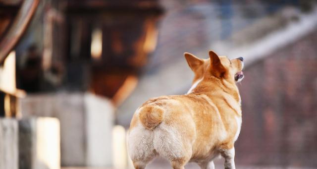 如何正确饲养威尔士柯基犬（宠物犬的选购、饲养环境、饮食要求、日常护理等详细指南）