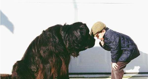 纽芬兰犬饲养方法详解（宠物养护要点、饲料选择、健康管理、培训技巧）