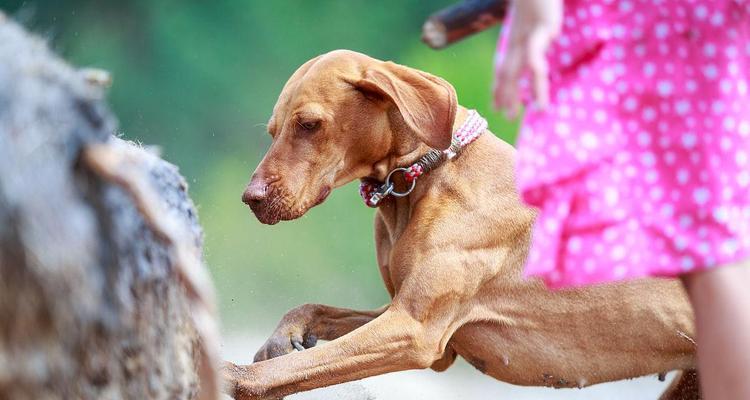 如何饲养一只健康快乐的维兹拉犬？