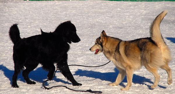 以平毛寻回猎犬的饲养全攻略（打造忠诚伴侣，做好犬的健康保障）