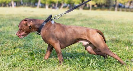 如何饲养一只健康快乐的美国水猎犬（探秘美国水猎犬的饲养方法及注意事项，让你的宠物健康成长）