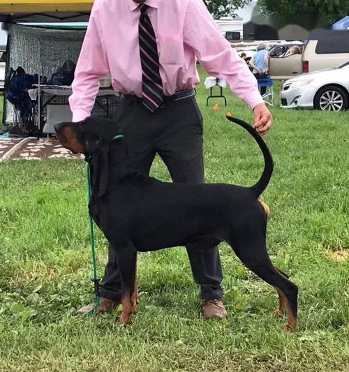 以黑褐猎浣熊犬为宠物的饲养指南（让你的黑褐猎浣熊犬健康快乐生活）