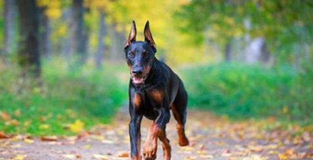 以黑褐猎浣熊犬为宠物的饲养指南（让你的黑褐猎浣熊犬健康快乐生活）