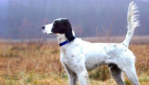 英国雪达犬的饲养方法（打造健康快乐的宠物生活）