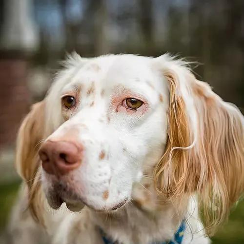 英国雪达犬的饲养方法（打造健康快乐的宠物生活）