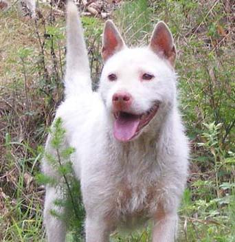 司犬的饲养指南（了解司犬的特点，让你的伙伴成为完美宠物）