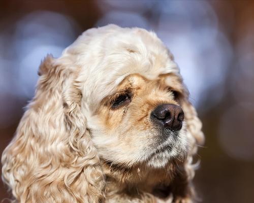 可卡犬饲养指南（让您的可爱小宠物健康快乐成长）