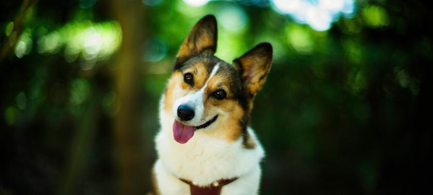 如何合理饲养威尔士柯基犬（打造快乐健康的宠物生活）