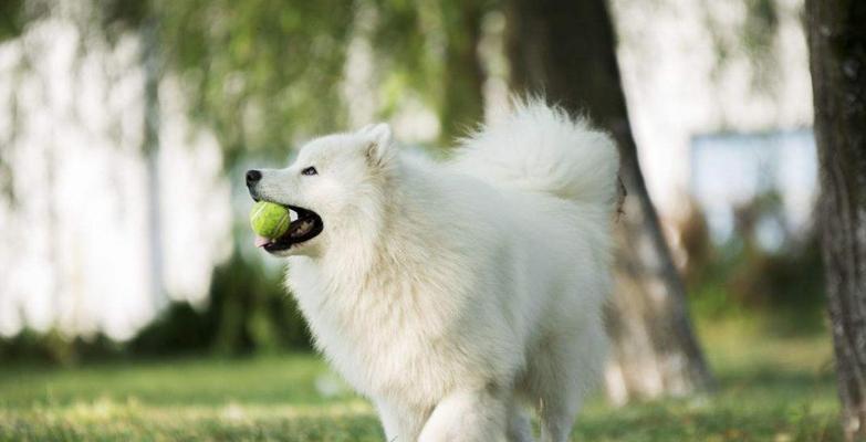 银狐犬的饲养方法（爱心、耐心、细心，让你的银狐犬健康快乐成长）