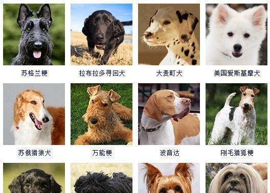 养一只奇努克犬的饲养方法（让你的宠物健康成长）