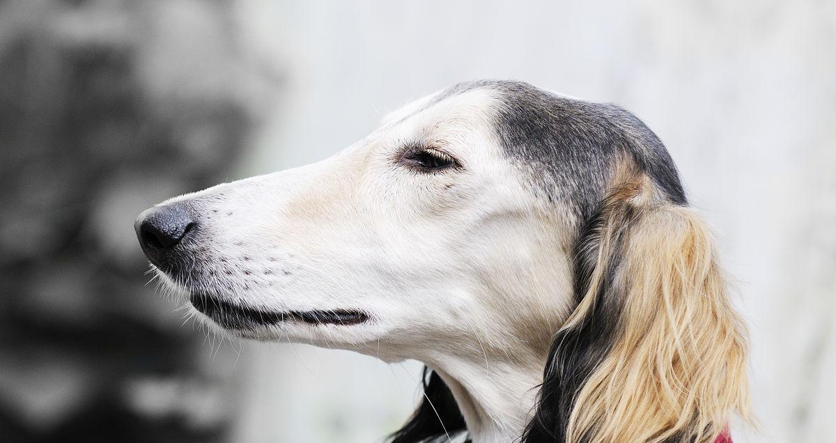 如何科学养护以萨路基犬（宠爱以萨路基犬，从饲养开始）