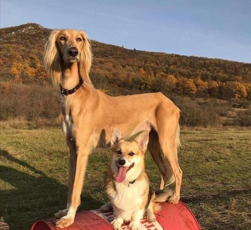 如何科学养护以萨路基犬（宠爱以萨路基犬，从饲养开始）