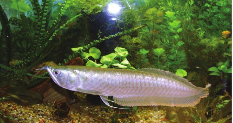 热带鱼的饲养方法（打造理想的水族箱生态环境）