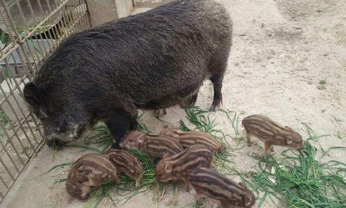 以霜背大鼯鼠为宠物的饲养方法（从选购到饲养，一步步教你养好霜背大鼯鼠）