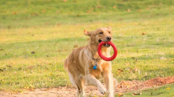 金毛犬的饲养指南（让你的金毛犬健康快乐成长）