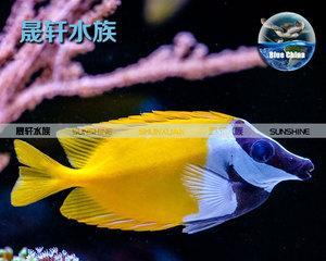 如何饲养以太平洋天狗吊——宠物爱好者必备指南（从选择、饲养到繁殖，全面了解以太平洋天狗吊）