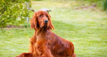 以赛特犬的饲养方法（让您成为合格的以赛特犬主人）