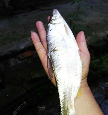 以黄尾斑点锯尾吊为宠物的饲养方法（细节决定成败，从饲养环境到饲料全方位解析）