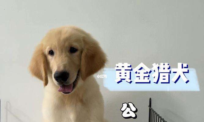 如何正确饲养黄金猎犬（了解黄金猎犬的性格和特点，打造舒适的生活环境）