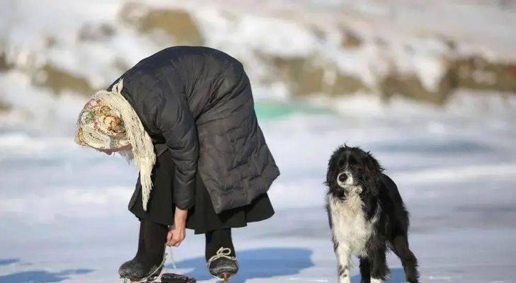 以库瓦斯犬为宠物的饲养方法（如何成为一位负责任的库瓦斯犬主人）