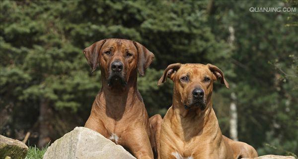 如何科学饲养罗得西亚脊背犬（掌握关键要点，打造健康快乐的宠物生活）