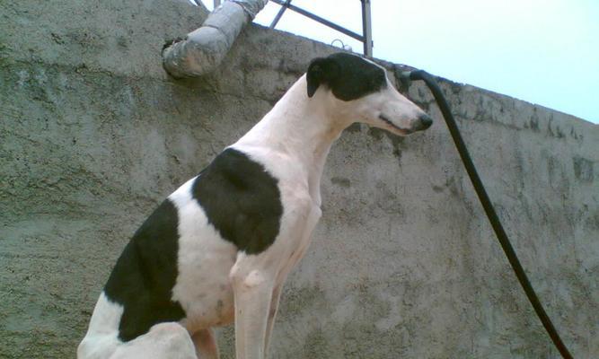 意大利灵缇犬饲养全攻略（以宠物为主，打造完美家庭伴侣）