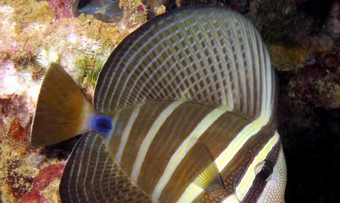 以蓝尾角吊为宠物的饲养方法（了解这个神秘而美丽的水族宠物，让你的饲养更加得心应手）