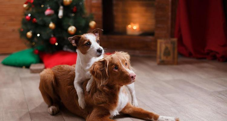 以新斯科舍猎鸭犬为宠物的饲养方法（从选购到训练，一步步教你如何照顾好这只可爱的小猎犬）