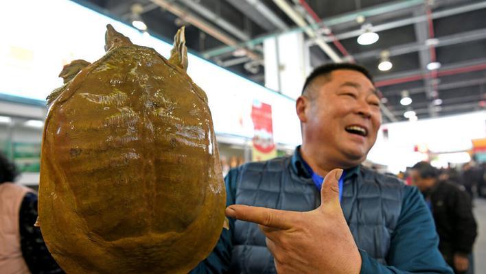 以山瑞鳖为宠物的饲养方法（做好日常护理，让它健康快乐）