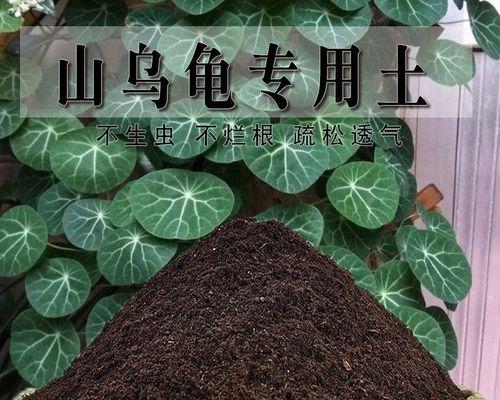 养护亚洲山龟的全面指南（从养殖环境到饲养技巧，教你打造健康可爱的亚洲山龟宠物！）