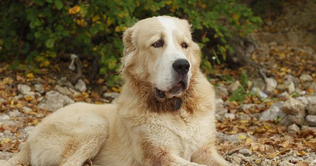 如何科学养护克龙弗兰德犬（以宠物为主，打造健康快乐的萌宠生活）