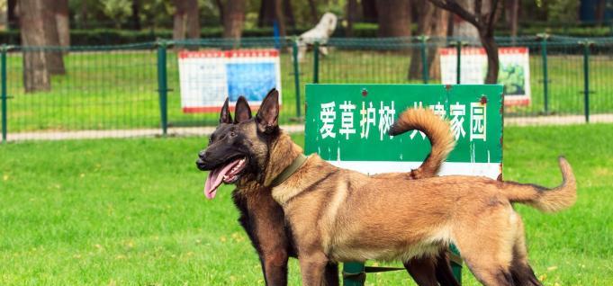 马利诺斯犬的饲养方法（照顾你的忠诚伙伴，让它健康成长）