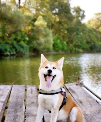 秋田犬的饲养全攻略（了解秋田犬的性格，让你的宠物生活更健康、快乐）