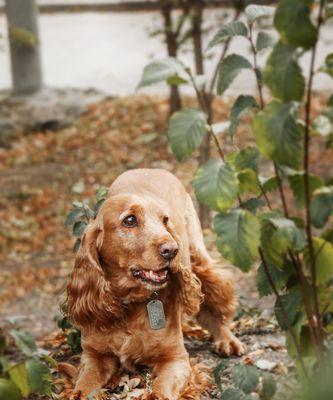 英国可卡犬的饲养全指南（从喂食到训练，全方位带你了解英国可卡犬的饲养技巧）