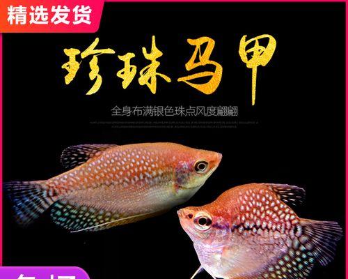 以蓝曼龙鱼为宠物的饲养方法（打造健康快乐的水族家庭）