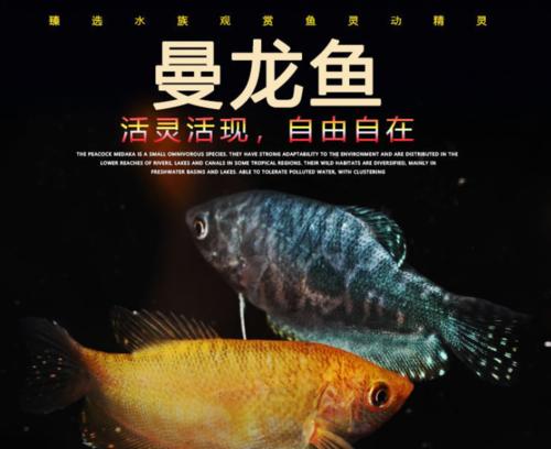 以蓝曼龙鱼为宠物的饲养方法（打造健康快乐的水族家庭）