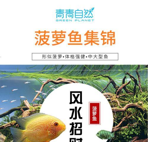 《金菠萝鱼的饲养方法》