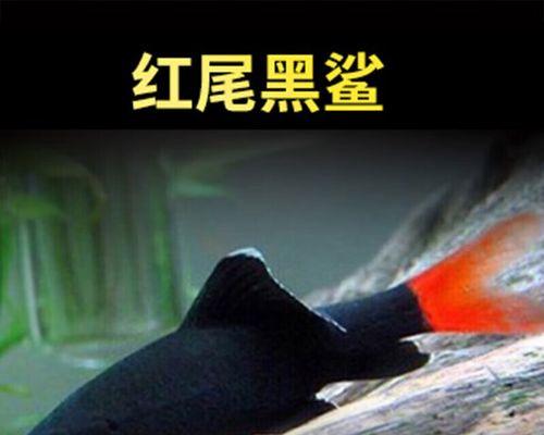 红尾黑鲨的饲养技巧（打造健康活泼的水族宠物生活）