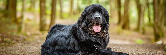 葡萄牙水犬的饲养方法（让你的葡萄牙水犬健康成长）