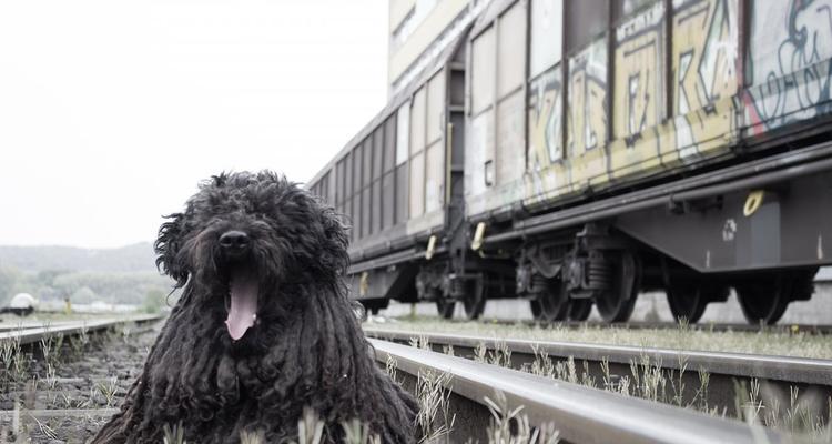 葡萄牙水犬的饲养方法（让你的葡萄牙水犬健康成长）