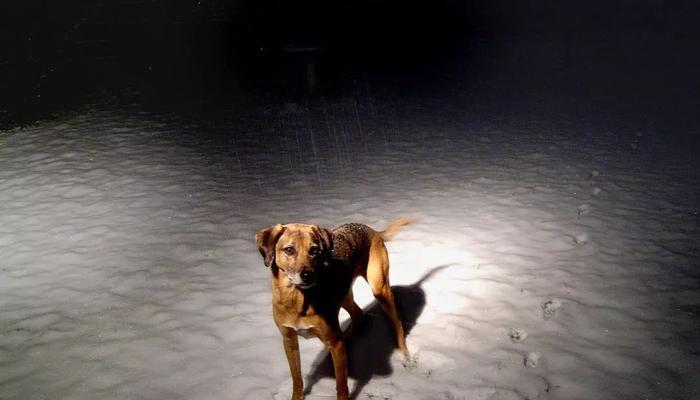 红骨猎浣熊犬饲养指南（以宠物为主，营造温馨家庭）